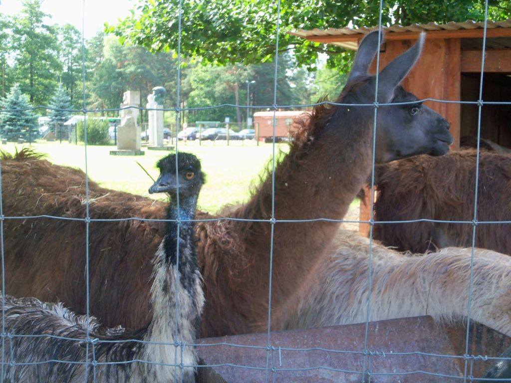 Lamas die enttäuschenderweise die Kamera nicht bespuckt haben