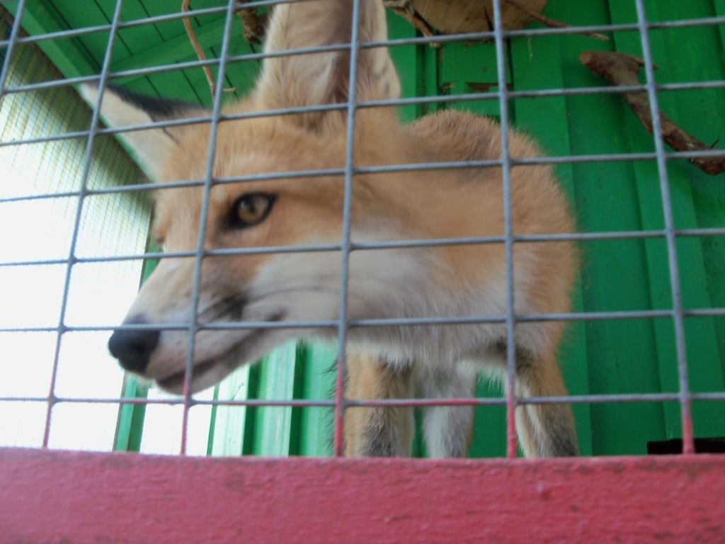 Fuchs sein hinter Gittern fetzt nicht so riesig